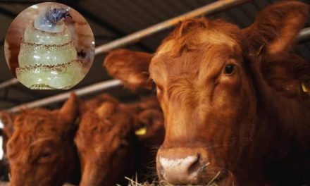 Detectan nuevo caso de gusano barrenador en Nuevo León