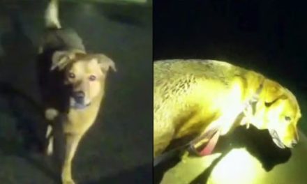 Héroe Canino: Lomito guía a policía de Florida hasta su dueña que habría sufrido un accidente