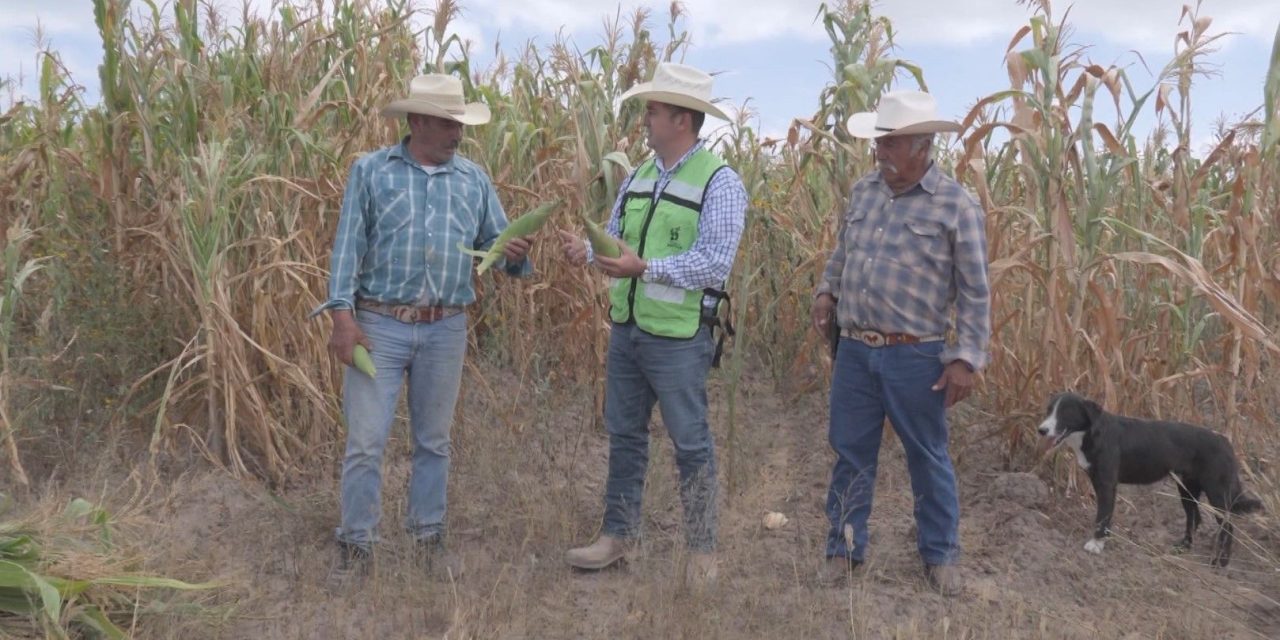 Llega al campo inversión cercana  a los 13 mdp en apoyos directos a la agricultura