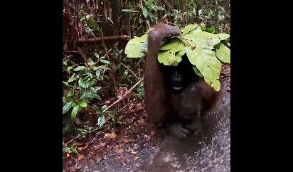 Video: Captan a orangután usando una hoja como paraguas en Indonesia