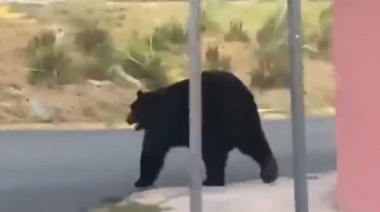 Oso negro vuelve a ser visto en la zona sur de Monterrey