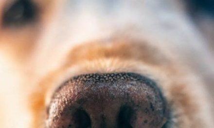 Investigan envenenamiento masivo de 15 Perros en la Plaza de Paracho, Michoacán