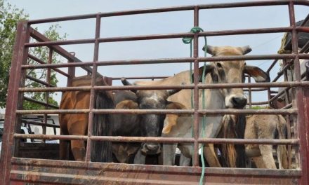 Crimen organizada obliga a vender producto robado a carniceros en Guanajuato