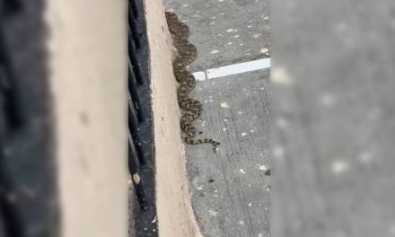 Serpientes causan asombro en Parras