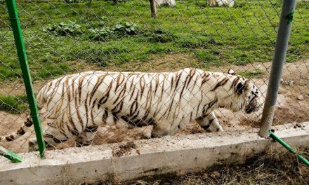 Encuentran muerto a tigre de bengala que escapó del Parque Animalia que se inundó en Puebla