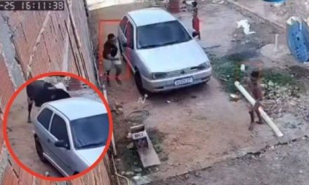 Toro suelto desata el pánico en Brasil; persigue a vecinos y destroza autos (video)