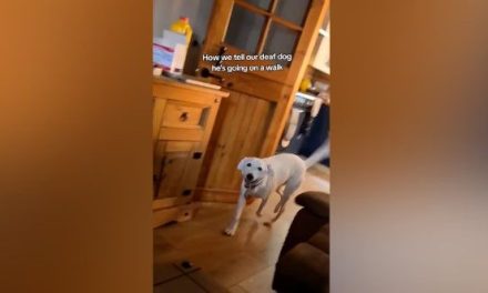 El perrito Bruno estremece las redes, es sordo y aprende lenguaje de señas para comunicarse con sus dueños