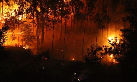 La Guerra del Cártel de Sinaloa ha provocado la peor temporada de incendios en una década