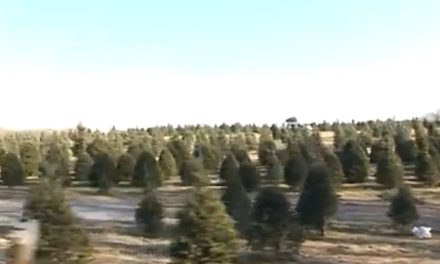 Invitan a reciclar árboles navideños y proteger la riqueza natural de Saltillo