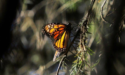 Histórica llegada de mariposa con microtransmisor a Michoacán