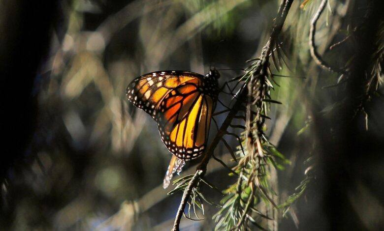 Histórica llegada de mariposa con microtransmisor a Michoacán