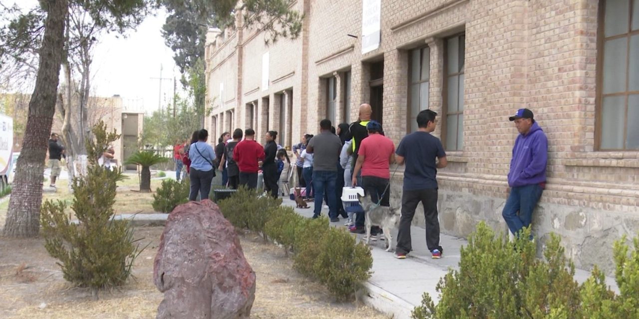 Más de 450 esterilizaciones en las jornadas gratuitas del DIF Ramos