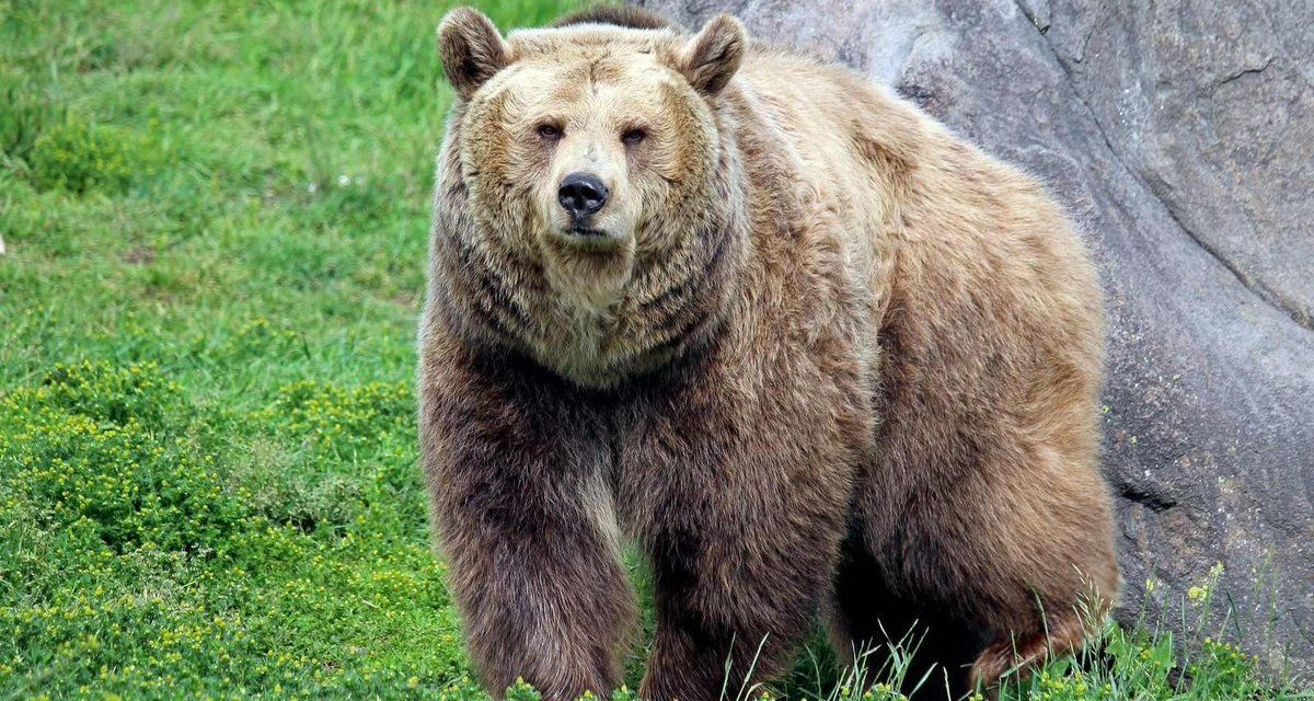 Oso grizzly sorprende a un grupo de niños exploradores en Canadá y deja once heridos