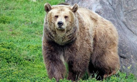 Oso grizzly sorprende a un grupo de niños exploradores en Canadá y deja once heridos