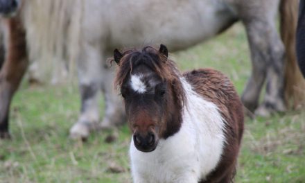 ¿Conoces a Pumuckel, el caballo más pequeño del mundo que conquistó los corazones en Alemania?