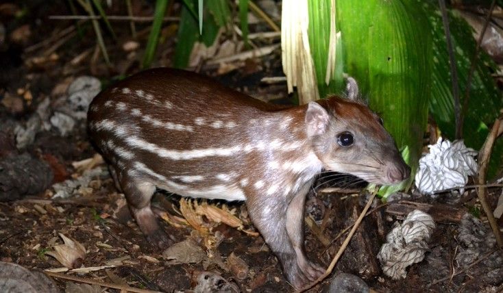 ¿Qué es el Tepezcuintle, conocido como el ‘Capibara mexicano’?