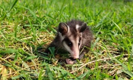 Lanzan campaña para proteger a tlacuaches, coyotes y otras especies que transitan por zonas urbanas