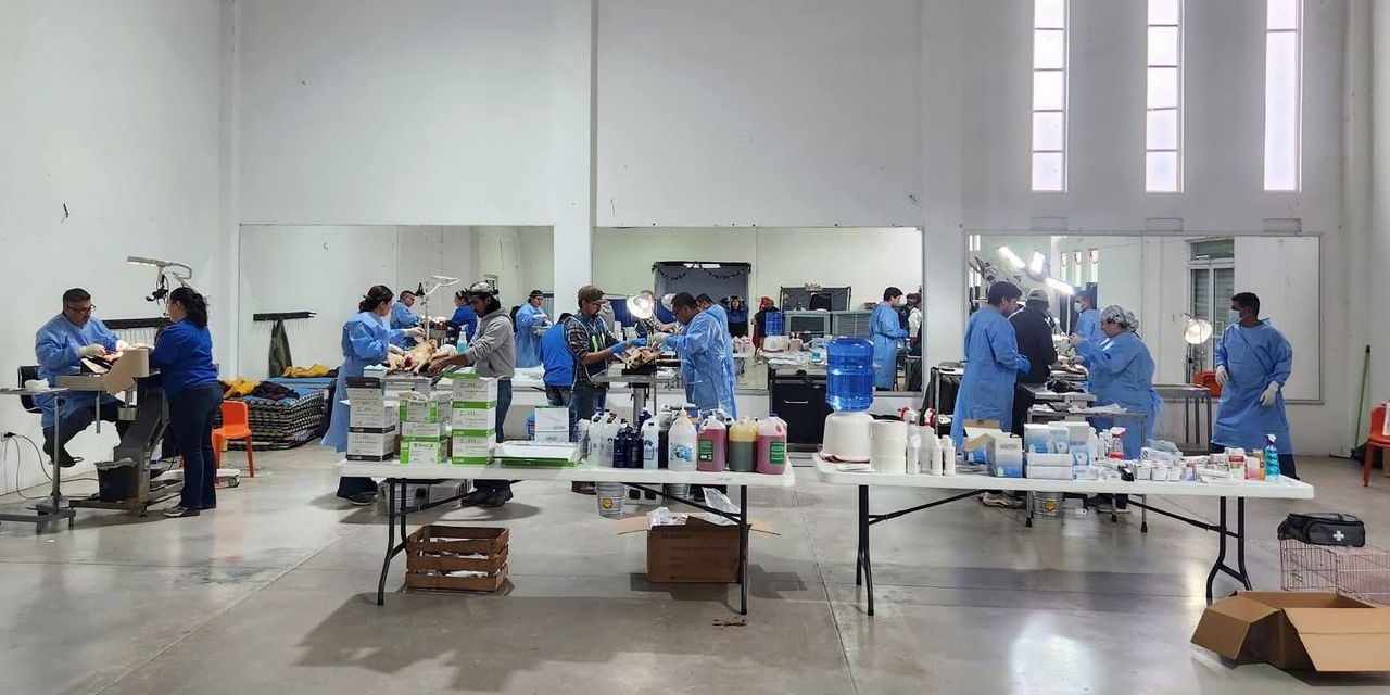Éxito en la jornada de esterilización de 100 mascotas
