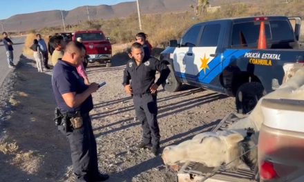 Caballo pierde la vida al ser impactado por camioneta en carretera