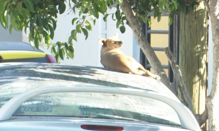 Vecinos de la colonia Escorial denuncian presencia de perros