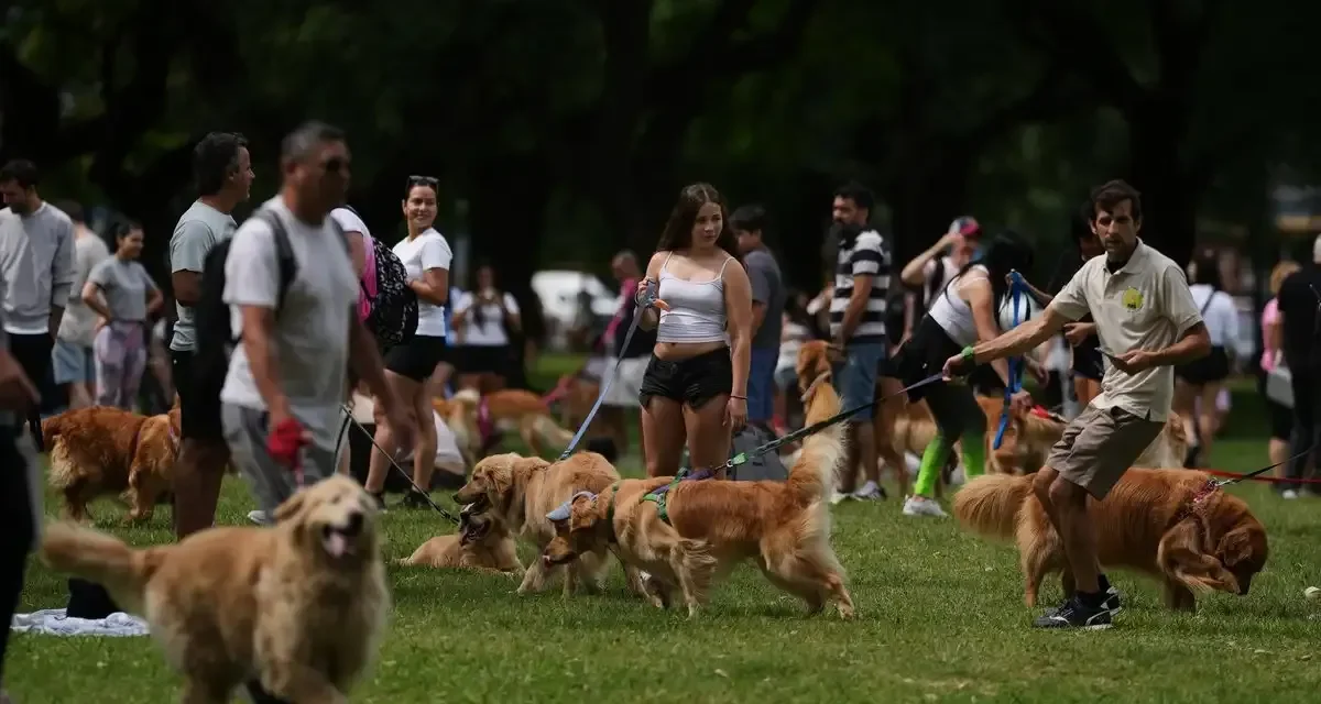 Miles de golden retrievers inundan las calles de Argentina