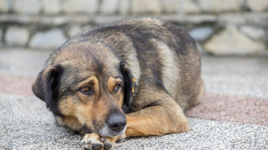 México tiene infectado a mil 118 perros con el gusano barrenador