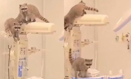 México vuelve a derrotar a la IA… mapaches invaden quirófano del ISSSTE en Acapulco