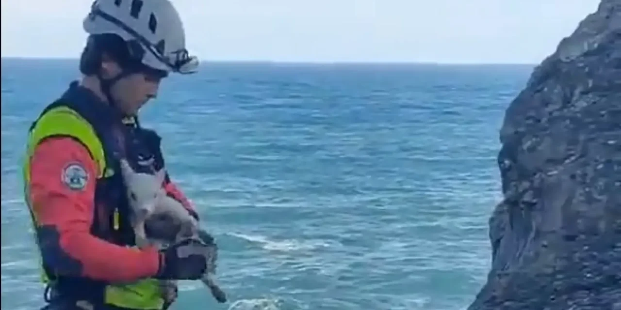 Final feliz en España: realizan rescate de cabras en un acantilado