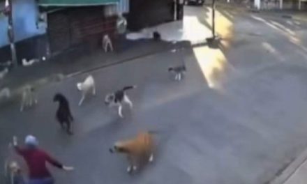 Video: Jauría de perros ataca a abuelita en Cuautla, Morelos