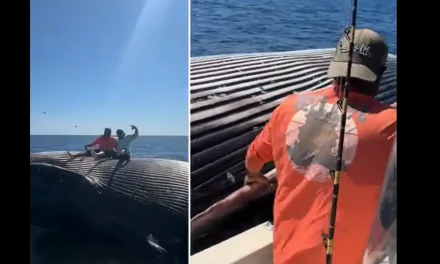 Pescadores se vuelven virales tras posar sobre ballena muerta en altamar