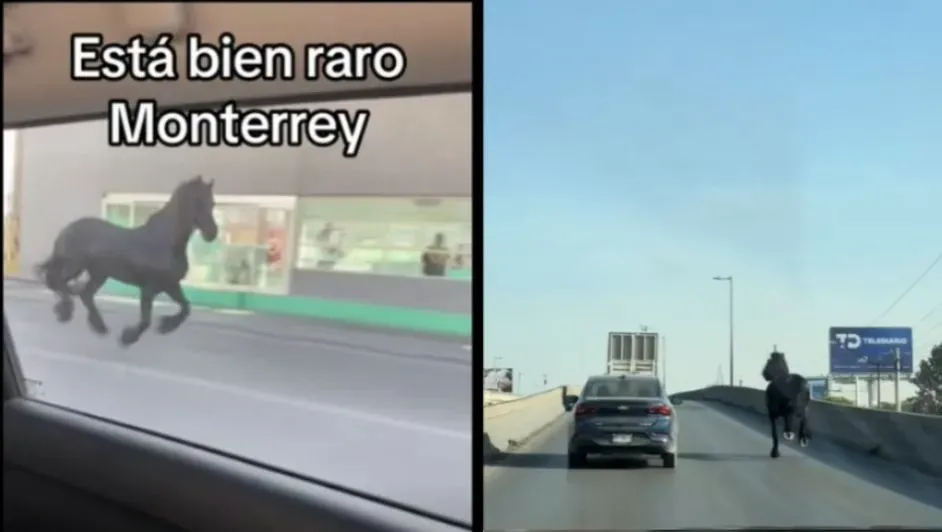 ¿Monterrey es un rancho? Captan a caballo galopando por la Avenida Lincoln