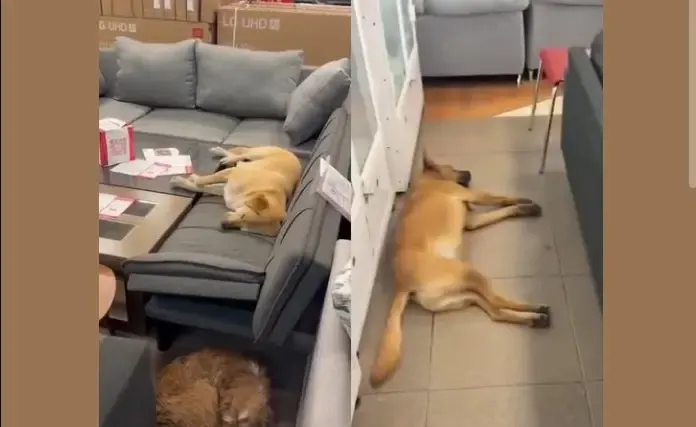 Perritos se cuidan de las inclemencias del tiempo en tiendas Elektra y se vuelven virales