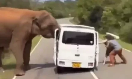 Video: Elefante arranca la puerta de una camioneta con turistas en Sri Lanka