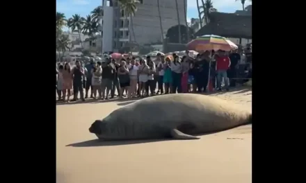 Elefante marino causa asombro en playas de Compostela, Nayarit
