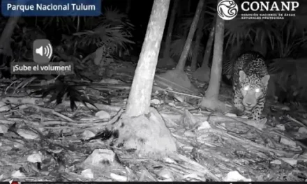 Captan a jaguar a solo 200 metros de la zona arqueológica de Tulum