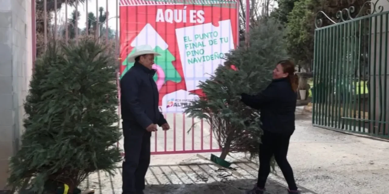 Lleve su pino navideño natural a alguno de los centros de acopio