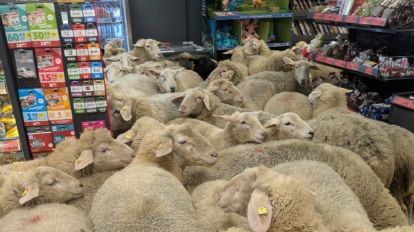 ‘Les llegó mucha lana’; 50 ovejas invaden una tienda en Alemania