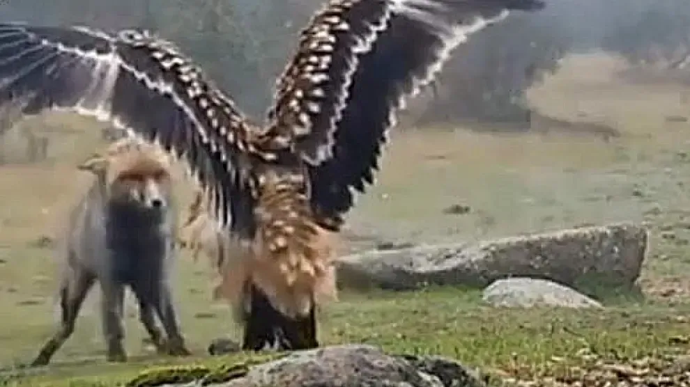Zorro ‘le canta un tiro’ a un águila real y todo queda grabado en video