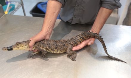 Autoridades de Medio Ambiente capturan un cocodrilo en Ramos Arizpe