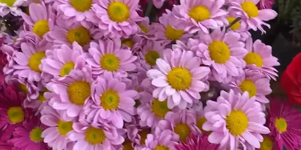 Alta demanda en florerías y restaurantes por el Día del Amor y la Amistad en Saltillo