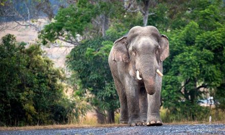 Elefante salvaje ataca y mata a un turista en Tailandia