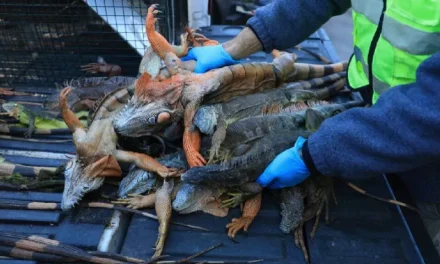 Alerta en Florida: Aparece una ‘lluvia de iguanas’ y autorizan eutanasia colectiva