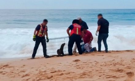 Rescatan a cinco lobos marinos enmallados en Baja California Sur