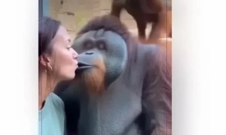 ¡Atrapado!  Orangután se vuelve viral por ‘andar de infiel’ frente a su pareja