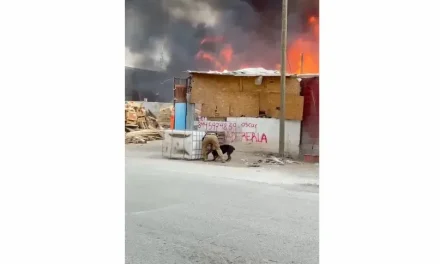 Saltillo: Rescata policía a perrito durante incendio en maderería de la 23 de Noviembre