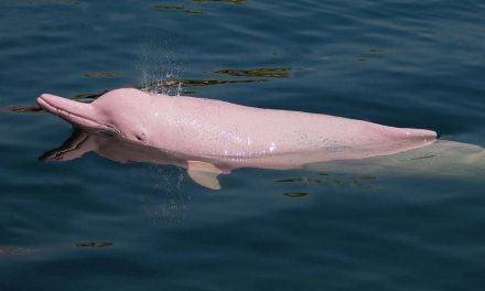 ¿Es verdad que existen los delfines rosas y no son nada amigables?