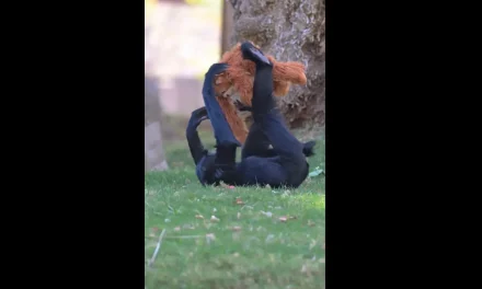 El ‘Efecto Punch’ llega a Arizona: El zoológico de Phoenix sorprende a su primate ‘Bodie’ con un regalo especial
