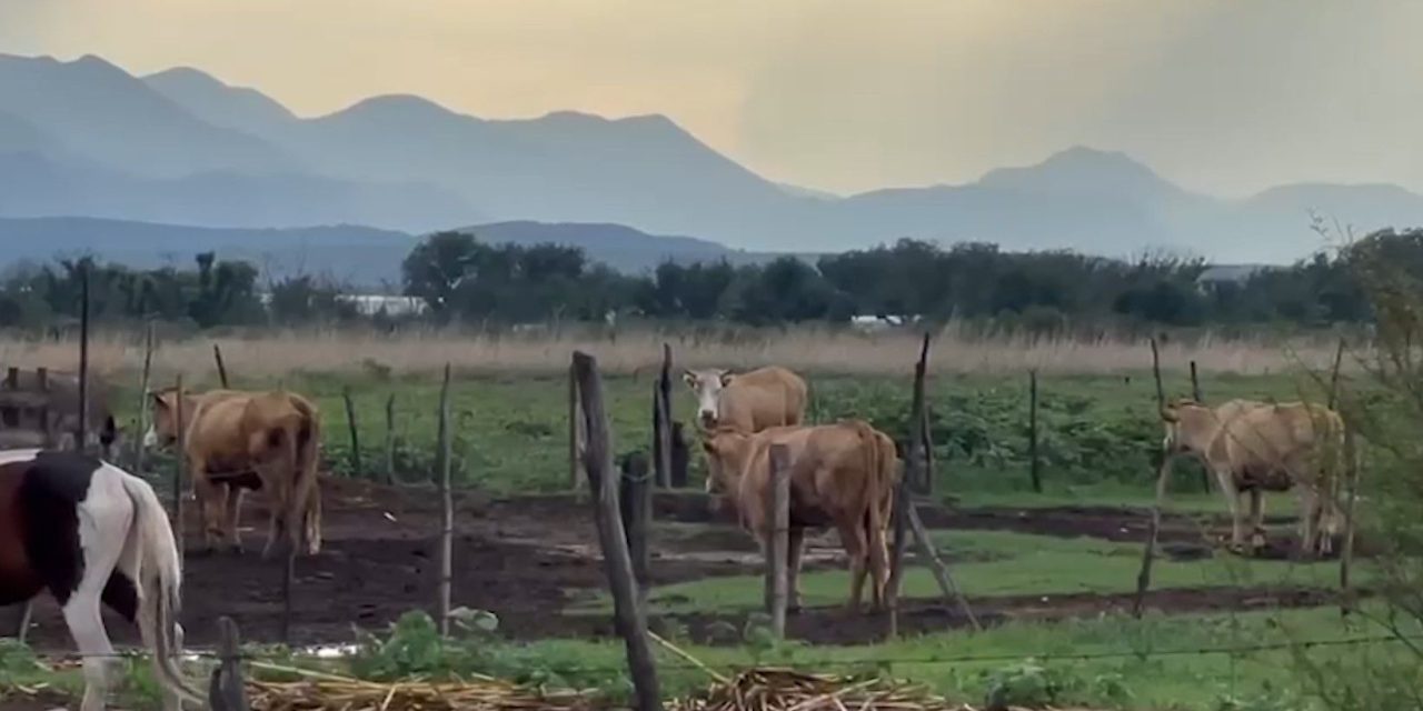 Afrontan  mediante alimento la intensa sequía en el estado