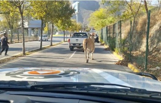 ¿Monterrey o Jumanji?, se escapa antílope de La Pastora