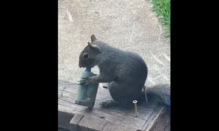 Ardillas confunden vapeadores con alimento y encienden alerta por riesgo a su salud